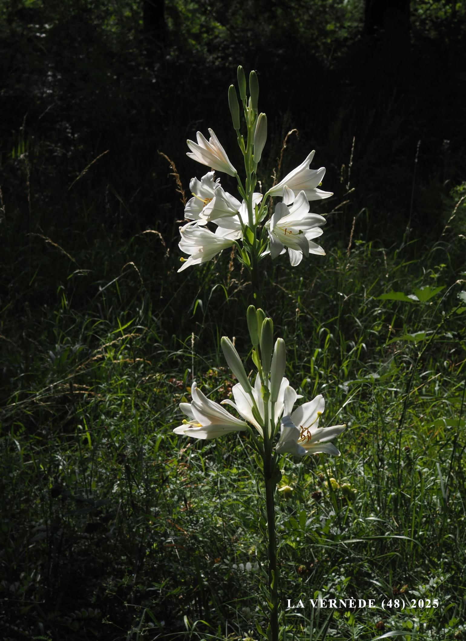 Lily, Japanese